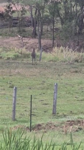 Kangaroos in Australia: A Fun Look Ahead to 2025