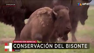 541K views · 18K reactions | Hace 12 años una manada de 23 bisontes fue reintroducida a la Reserva de la Biosfera Janos de #Chihuahua; ahora hay más de 200 ejemplares de esta especie casi extinta en medio silvestre. Un ejemplo del esfuerzo y los resultados de la conservación. #AsignaciónEspecial de Ulises Grajales. | Azteca Sonora | Facebook