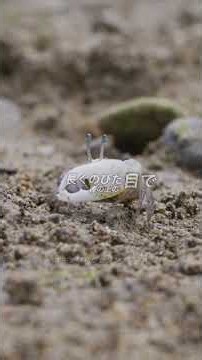 マングローブの生き物たち