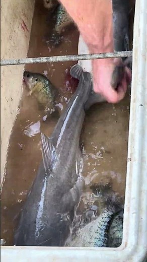 How to bleed out fish 🎣 #fishing #fisherman #fish #boating