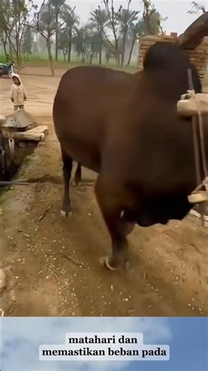 Kerja Keras Sapi di Pompa Air Kuno! #dokumentasi #shorts