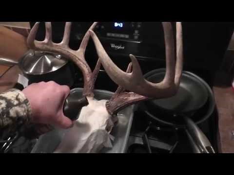 How To Bleach Out The Deer Skull With Peroxide.