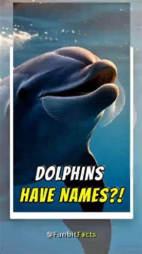 Dolphins Actually Call Each Other by Name!