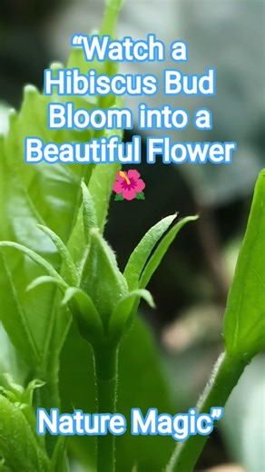 “From a Tiny Bud to a Beautiful Hibiscus 🌺 Nature’s Silent Transformation”#nature #hibiscus #shorts