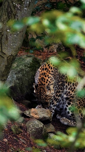The Persian Leopard is the largest leopard subspecies in the world. Built for strength and rugged terrain. #PersianLeopard #BigCatFacts #WildlifeEducation #NatureFacts | Sondre Eriksen Hensema Photography