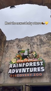 RainForest Adventures Discovery Zoo in Pigeon Forge, TN has new baby Asian small-clawed otters 🦦💛 and we’re officially obsessed. Stop by at noon to catch their feeding - cuteness overload guaranteed. While you’re there, explore the rest of the zoo’s incredible animal encounters… from meeting a sloth up close to holding a snake or watching live shows. It’s the perfect mix of education and adventure for all ages, and a must visit on your next Pigeon Forge trip. 📍Rainforest Adventures Discovery 