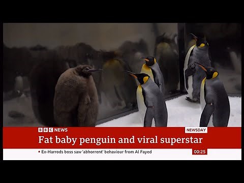 Meet Pesto: the fat baby penguin and viral superstar (Australia/Global) 25/Sep/2024