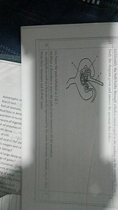 (ii) Identify the bulb/bulbs through which a current equal to t... | Filo