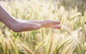 The amazing sensitivity of human touch