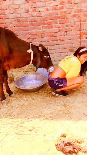 Funny Cow Reaction 😂😂😂 #funnycow #cowvideo #funnymoments #comedy #memes #fyp #cow #humor #funnyvideos #reels | 7rivedi