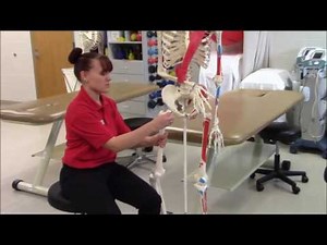 Anterior Hip Replacement Precautions