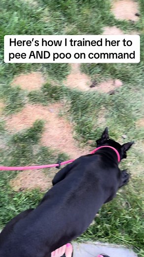 How to teach your puppy to potty on command!➡️ #puppy #puppies #puppiesofinstagram #pottytraining #puppytraining #dogtrainer #dogtraining #dogsofinstagram #canecorso #canecorsopuppy #dogownertips #dogtrainingtips #trainingtips #dogtrainertips #dogowners #dogowner #tips #dogtalk #puppytalk #viral #dogtok #puppytok #foryoupage #foryou #fyp