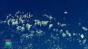 137K views · 419 shares | #BluePlanet2 features a number of fish that display human-like behavior in the things they do in their day-to-day lives. Watch them all in action on Sony BBC Earth, every night @ 9 & feel the magic that will leave you breathless! | Sony BBC Earth | Facebook