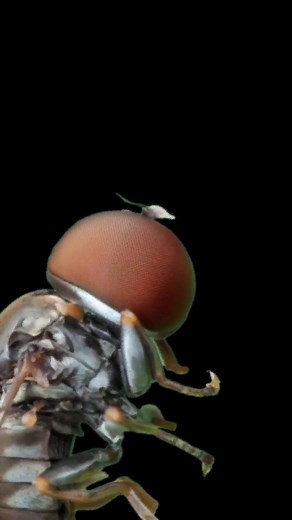 beetlemania on TikTok