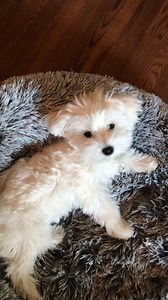 43K views · 2.7K reactions | Guess what? I get to go outside! | Dountin | Facebook