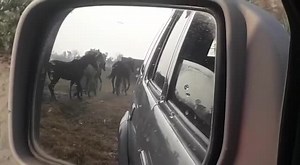 5.2K views · 499 reactions | Maa sha Allha , my Ustad stud farm | Punjab Nukra Horses | Facebook