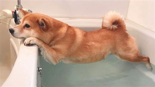 Dogs vs. Baths Will Never NOT Be Funny