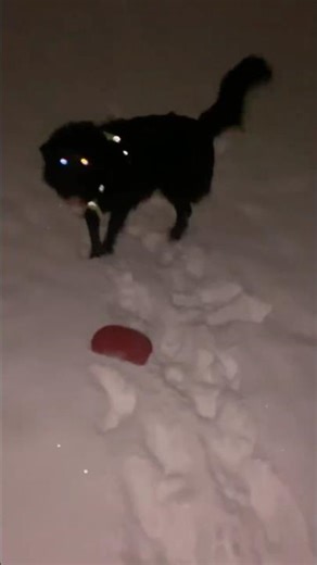 🐶♥️🫡BEEP BOOP DEET DOOT WEEP WHOOP WHOOP #sabbath #servicedog #bordercollie #snow #winter #bffs