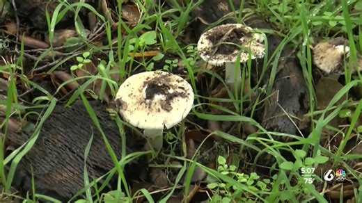 Deadly death cap mushrooms prompt Santa Barbara County health warning
