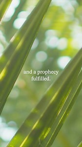 19K views · 339 reactions | Palm Sunday that the path to the cross started in joy but also came with tears. How are you remembering Palm Sunday today? Comment below! #palmsunday #holyweek #lent #christian #easter #sunday #church | Guideposts | Facebook