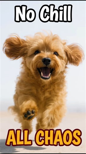 Dog Has No Chill Whatsoever 😂#cockapoo #dogreels #dogshorts #dogs #spoodle #cockerpoo #dogfacts