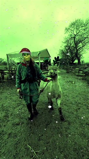 Christmas at the farm #luckytailsalpacafarm #grinch #alpacawalks #ChristmasAtTheFarm #FamilyDayOut | Lucky Tails Alpaca Farm