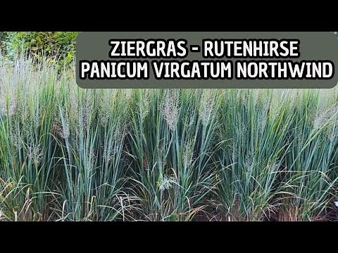 Ornamental grass / switchgrass with great autumn colors - Panicum virgatum Northwind!