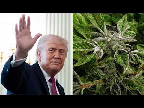 Trump reclassifies state-licensed medical marijuana as a less-dangerous drug in a historic shift