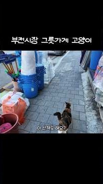 The wandering cat at the Busan Bujeon Market dish shop [600k Instagram views]