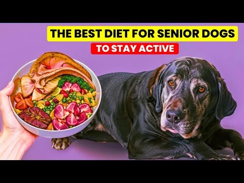 The Best Diet for Senior Dogs to Stay Active || Vet Approved Tips for Healthy Aging