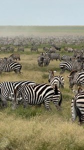 Never heard a zebra before! | Tips, Tricks & Funny Clips