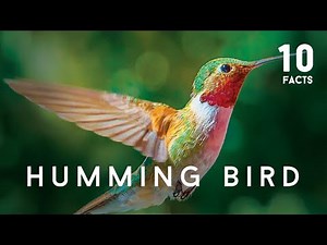 10 Facts About Humming Bird