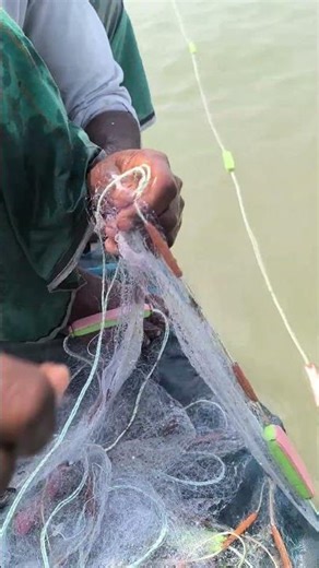 Padma River Fish Net Power #fishing #handfish