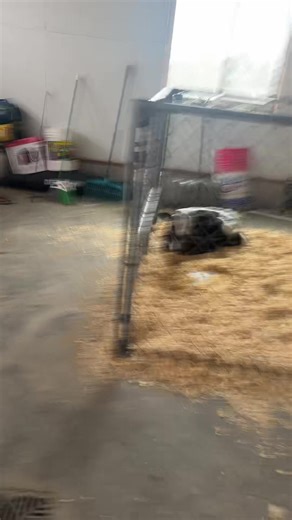 My fatty cow (@my_fatty_cow)’s videos with original sound - My fatty cow