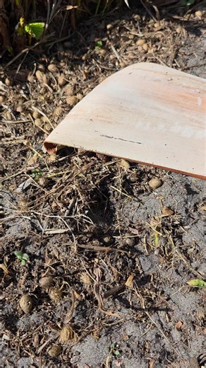 Tortellini (@tortellini702)’s videos with X-Files Main Theme (From