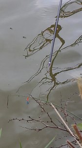 So the edge line was absolutely solid! 😅 XL Corn and Krill Frenzied Corn combo over Swim Stim Margin Mix has smashed it at The Glebe today. Check out the full feature in print soon! | Dynamite Baits - Match & Coarse