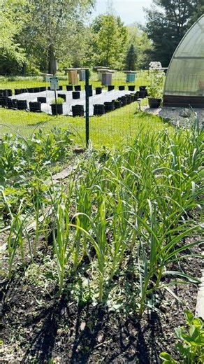 Have you ever used pulled weeds as mulch?
