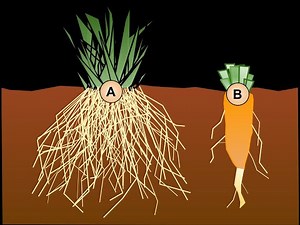 roots system - TAP root and FIBROUS root