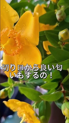 キンシバイ（金糸梅）挿し木で増えるんだって！＃キンシバイ ＃黄金色 #挿し木 ＃初夏