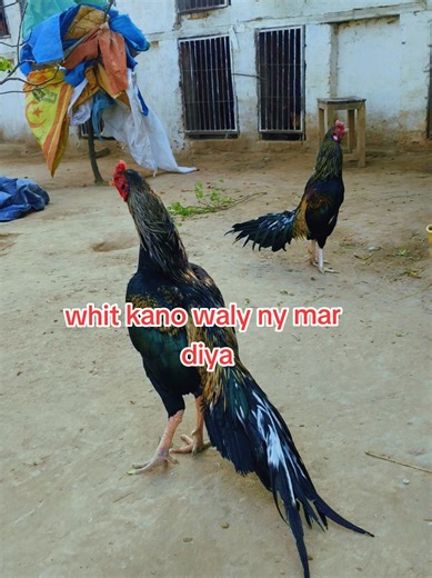 Understanding Aseel Murgha: History and Breeding Techniques