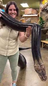 341K views · 7.3K reactions | This Giant Snake is heavy and Beautiful朗 | The Reptile Zoo | Facebook