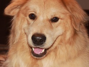 Carey Holzman Live Stream