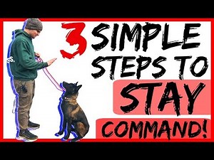 Teach Your Dog to Stay with Three Dog Training Steps - Dog Training with Americas Canine Educator