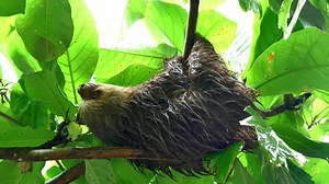 Baby Sloth Sleeping On Tree Branch Wild Stock Footage SBV-301717665 - Storyblocks