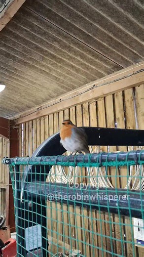 Beautiful Rio the Robin singing her sweet and soft melodic songs from on top of the fairway mower in the barn. She likes to sing and spend more of her time in here because its a lot warmer inside than it is ouside this time of the year. #riotherobin 🧡🎶 #lovenature #songbird #animals #robin #europeanrobin #birdwhisperer #birdfreaks #animallovers #birdlovers #wildlifelover #naturelover #wildlifelovers #naturelovers #lovenature #nature #wildlifephotography #wildlifeplanet #wildlife #naturelife #b