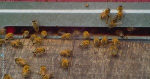beekeeping.honey bees close-up next to the entrance to the bee hive. European honey bee. slow motion video. apiary.