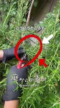 [How to Create a Small Garden] Pruning Rosemary Before the Rainy Season #shorts #gardening #lands...