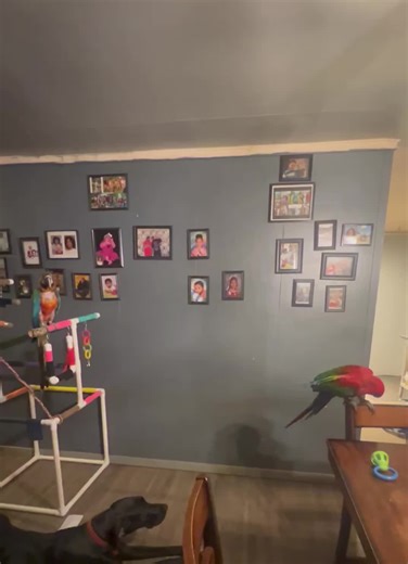 Dad and Dilly's Hilarious Dance Routine