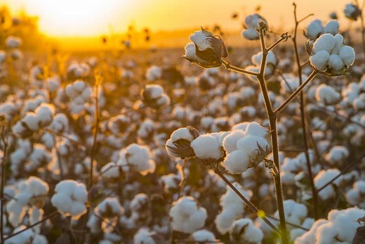 About the Trust Protocol - Trust US Cotton Protocol