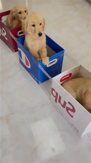 Very funny Dogs Funny Video Moment #funnyanimalvideos #cuteanimals #shortsvideo #shortsvideo #viral